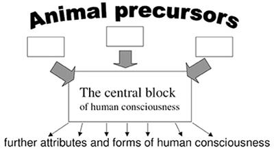 Human Consciousness: Where Is It From and What Is It for